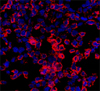 Investigadores del IMIM consiguen generar por primera vez células pancreáticas con fenotipo acinar